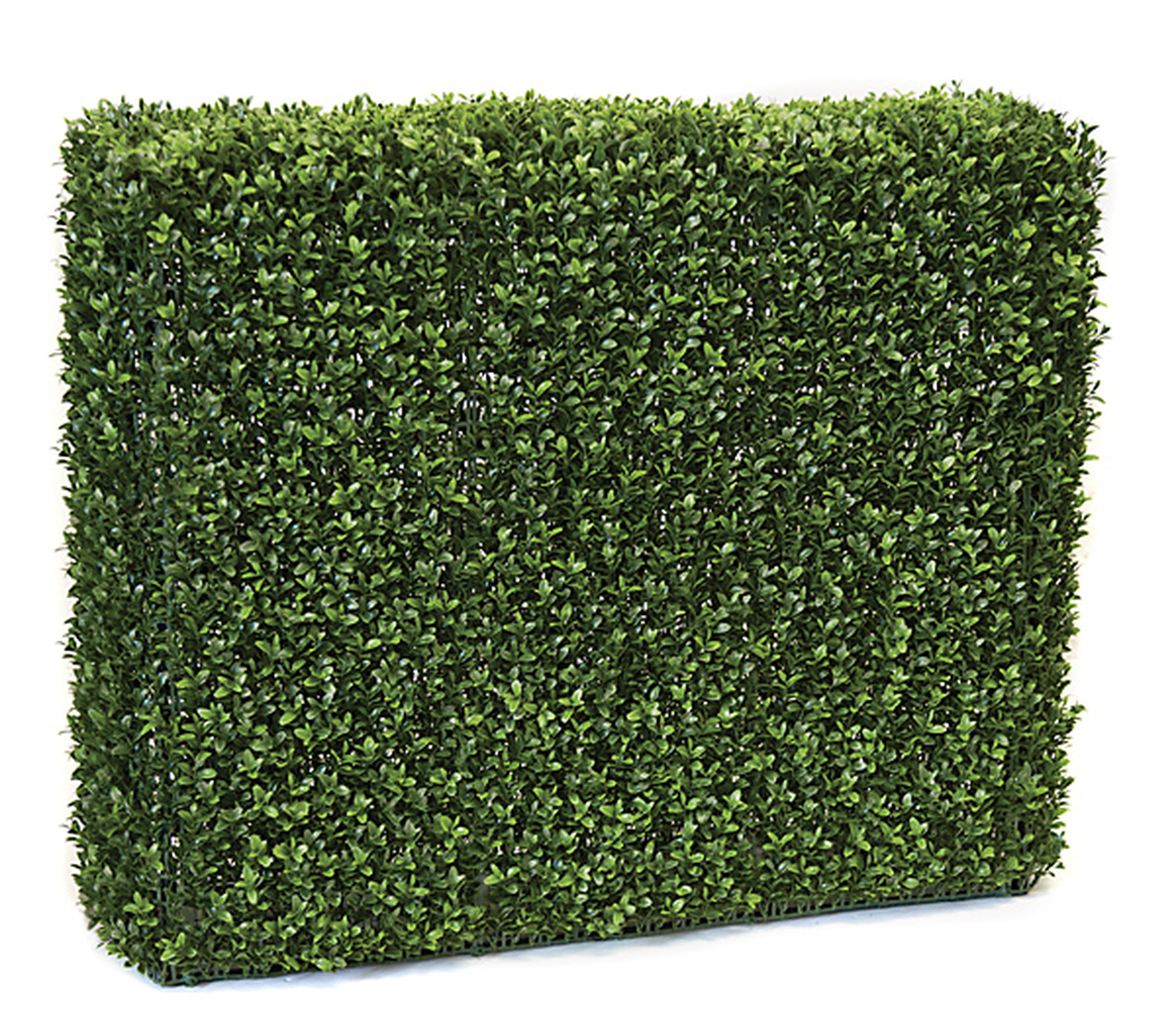 Boxwood Hedge 35 and 11 and 30 inch Ultraviolet (UV)